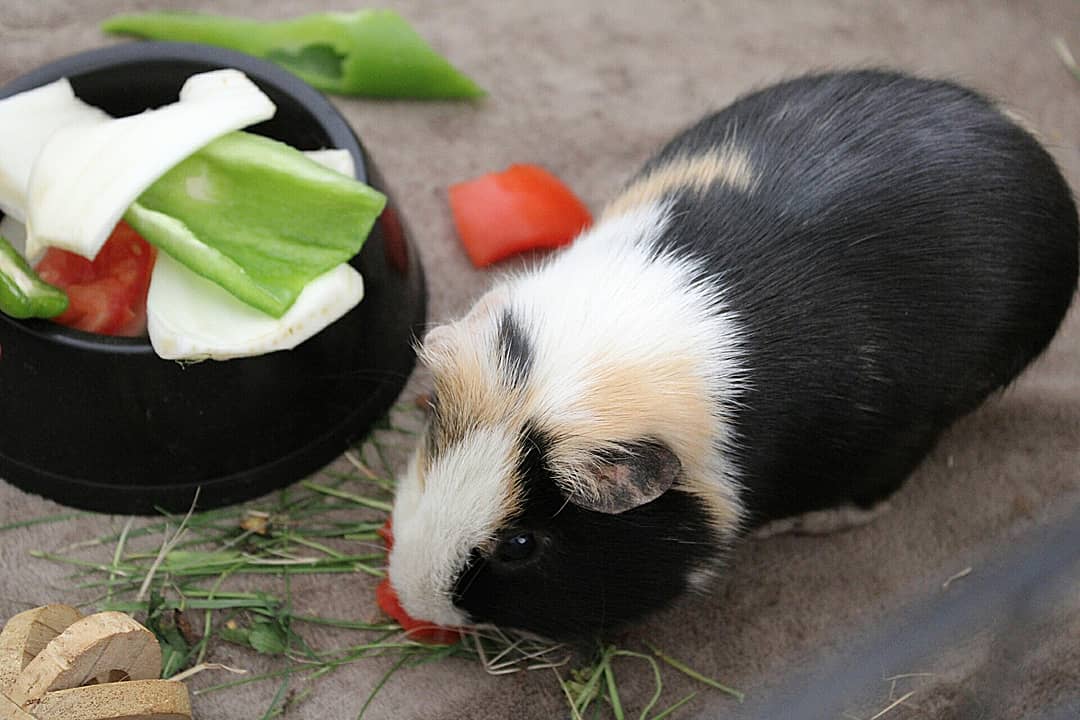 Cochon d'Inde qui mange des légumes