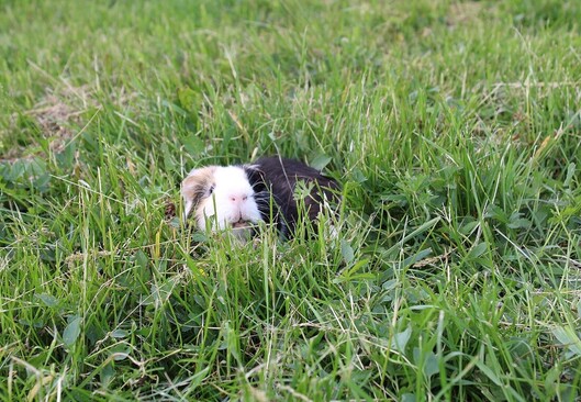 Cochon d'Inde dans l'herbe