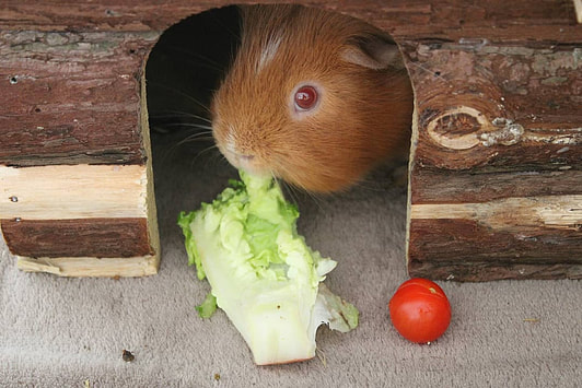 Cochon d'Inde qui mange une salade